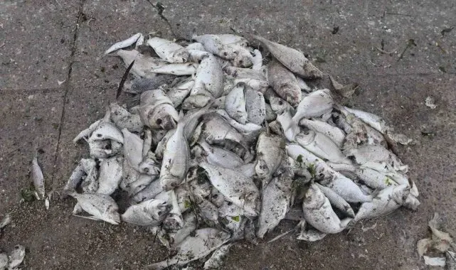 İzmir Körfezi'nde balık ölümleri sürüyor