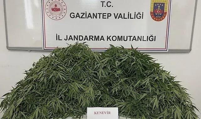 Gaziantep'te 116 kök kenevir ele geçirildi: 9 gözaltı