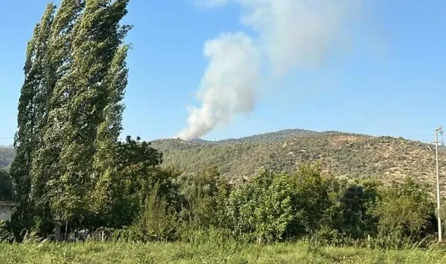 Milas'ta orman yangını