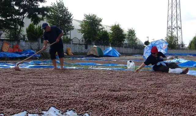 Ordu'da üreticilerin zorlu fındık kurutma mesaisi