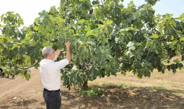 Mudanyalı üreticilere çifte müjde