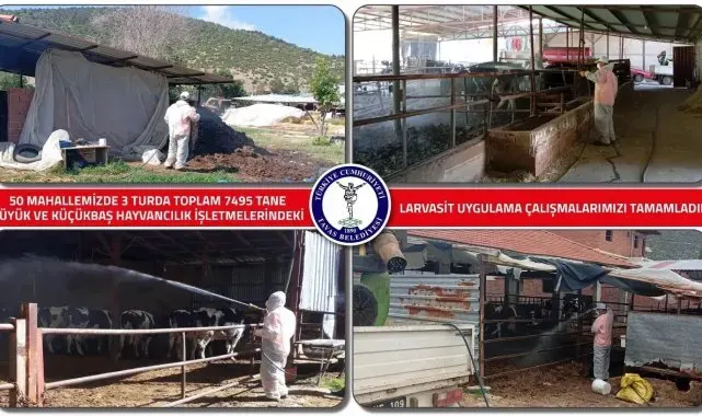 Tavas Belediyesi 7 bin hayvan işletmesinde larvasit ilaçlaması yaptı