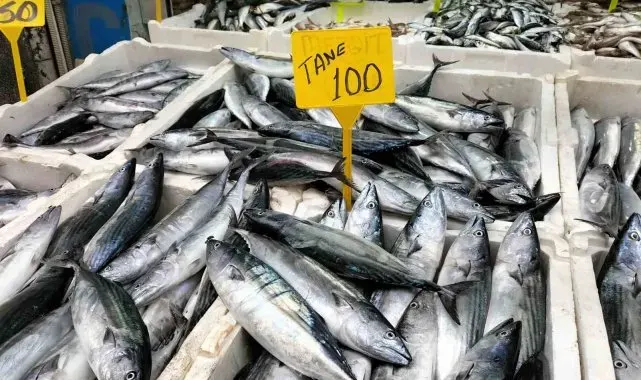 Karadeniz'de palamut bereketi