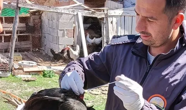Sağlıklı yumurta üretimi çalışmaları devam ediyor