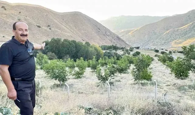 Yüksekova'da çiftçilerin tercihi ceviz ağacı