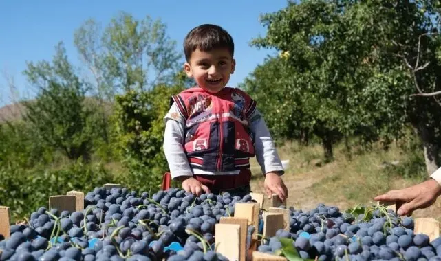 Cimin Üzümü hastalıklara şifa