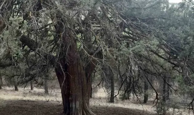 Denizli'de 700 yıllık ardıç ağacı keşfedildi