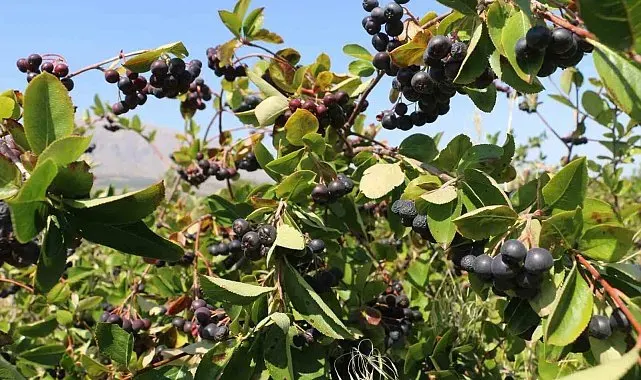 Erzincan'da aronya hasadı yaklaşıyor