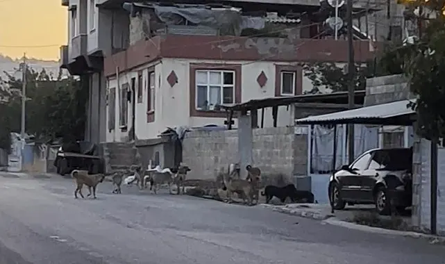 Gaziantep'te tedirgin eden görüntü: Başıboş sokak köpekleri sürü halinde
