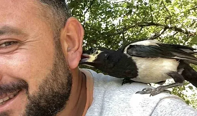 Perişan ismini verdiği saksağanı omuzundan indirmiyor