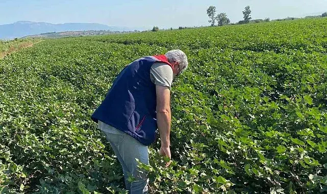 Didim'de zararlı yoğunluğuna rastlanmadı