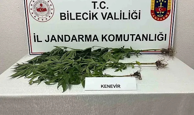Bilecik'te yasadışı kenevir ekimi ortaya çıkarıldı