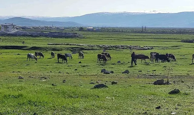Ardahan'da Kuduz alarmı: Bölge karantinaya alındı