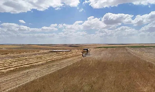 Başkent, her derde deva çörek otunun hasadına başladı
