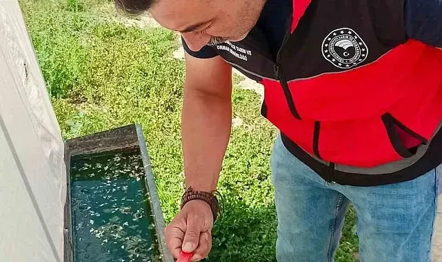 Haziran böceğiyle mücadele sürüyor