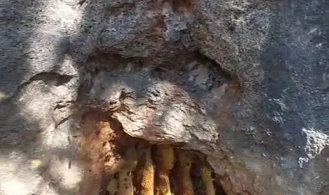 Elazığ'da kaya oyuğunda doğal bal