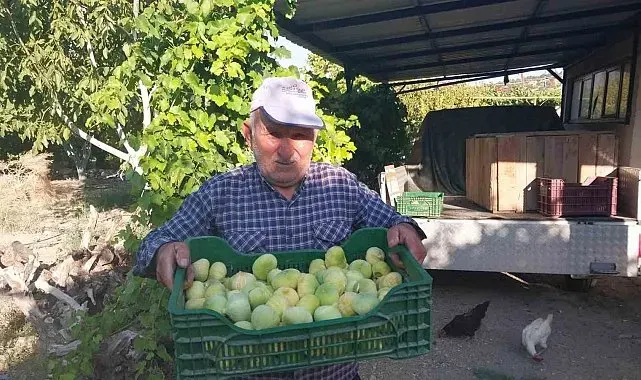 Mersin'de incir hasadı başladı