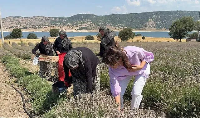 Kütahya'da 5 yıllık lavanta emeğinin hasadı kadınlara umut oldu