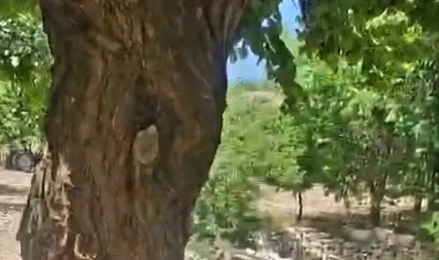 Kayısı ağacındaki oyuk, bal arılarına yuva oldu