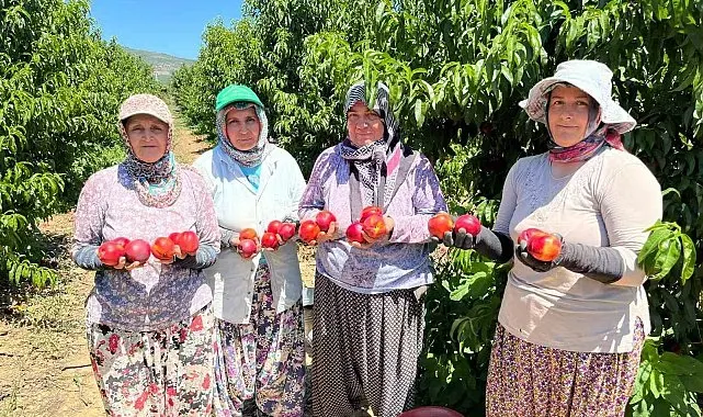 İznikli nektarin üreticisinden fiyat tepkisi