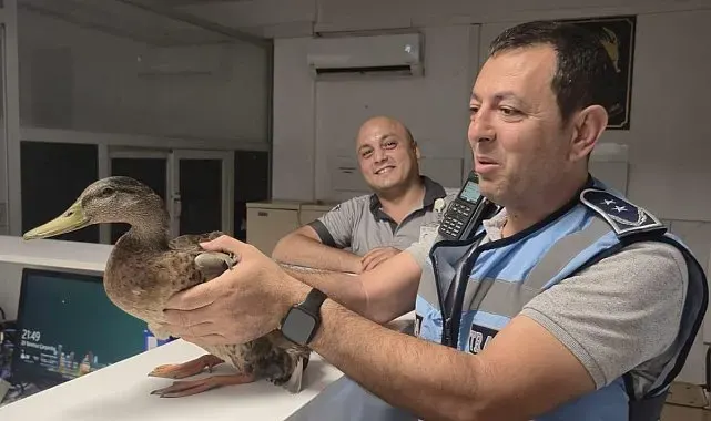 Trafiği durdurup ördeği kurtardılar