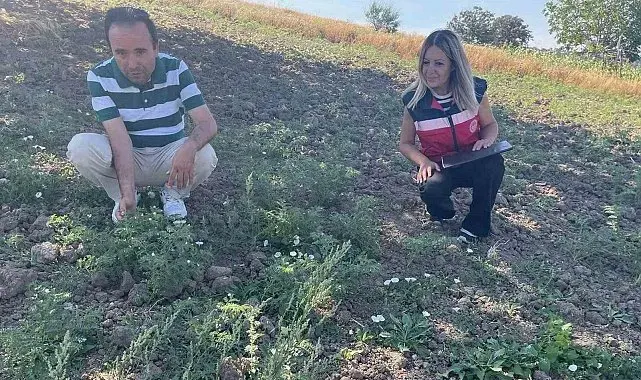 Simav'da TAKE Projesi kapsamındaki nohut üretimi yerinde incelendi