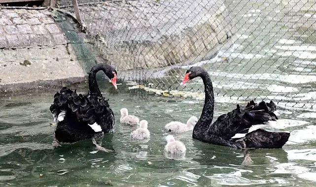Kuğulu Park yavru kuğularıyla ilgi çekiyor