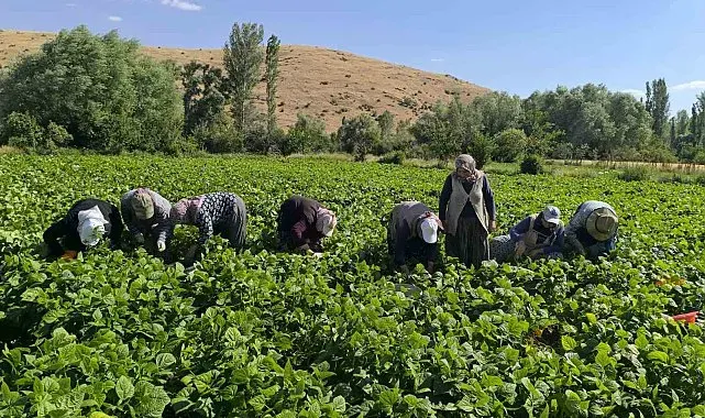 Fasulyede hasat maratonu başladı