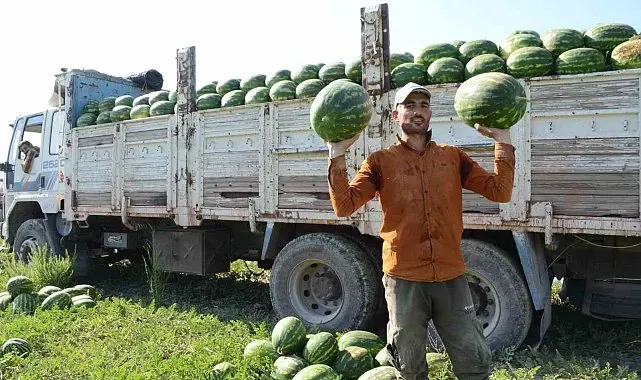Mevsimlik işçilerin karpuz mesaisi