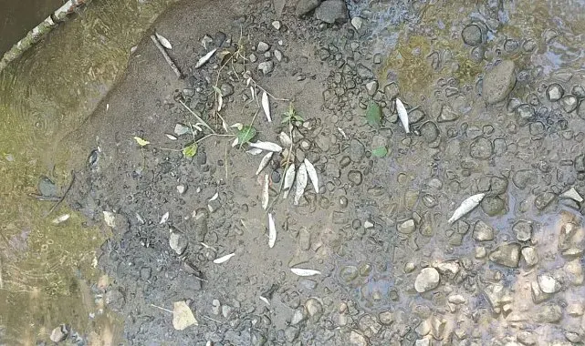 Samsun'da derede toplu balık ölümleri: Mahalleli kalıcı çözüm istiyor