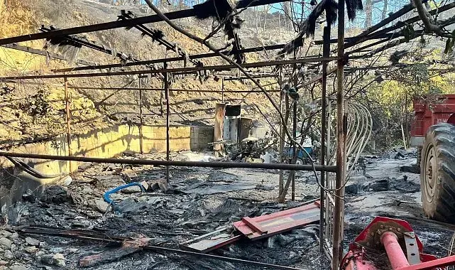 Alanya'da orman yangını muz seralarına sıçradı: 17 hektarlık alan zarar gördü