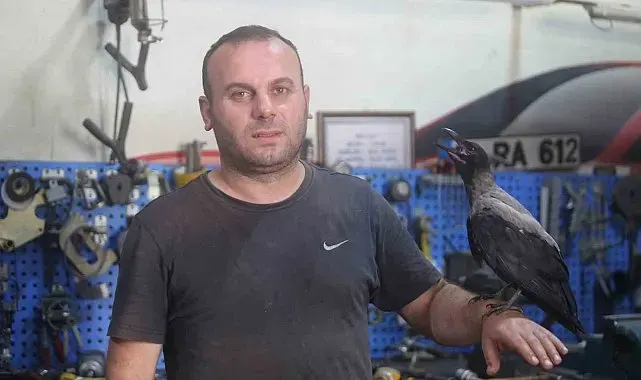 Karga ile tamircinin sıradışı dostluğu...Tamirhanede birlikte çalışıyorlar
