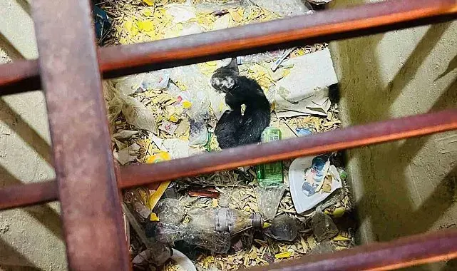 Mazgala düşen yavru kediyi itfaiye kurtardı