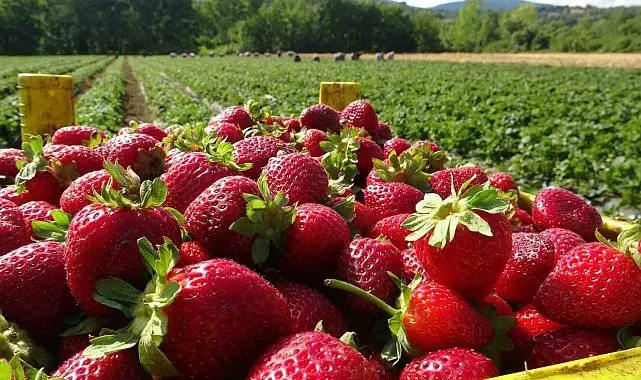 Yenice'de çilek üretimi üreticisinin yüzünü güldürdü