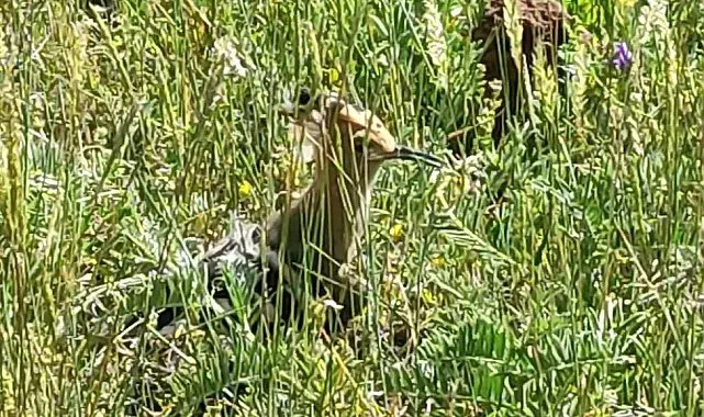 İbibik kuşu Ardahan'da görüntülendi
