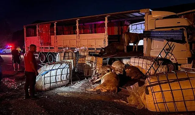 Erzincan'da iki tır çarpıştı: Büyükbaş hayvanlar yola savruldu, 5 hayvan telef oldu