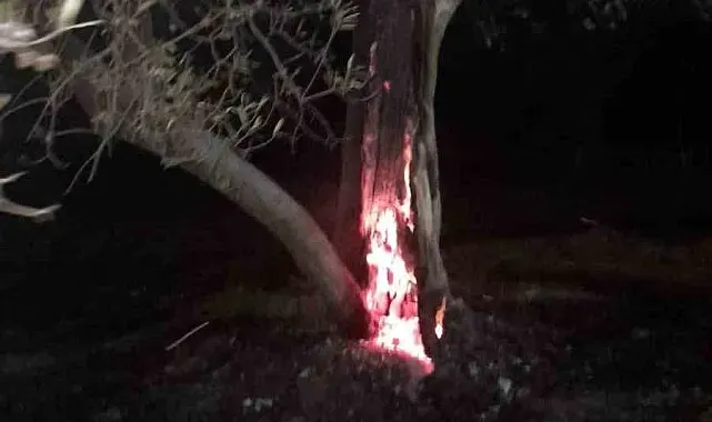 Burhaniye'de ot yangını bekçilerin dikkati sayesinde büyümeden önlendi