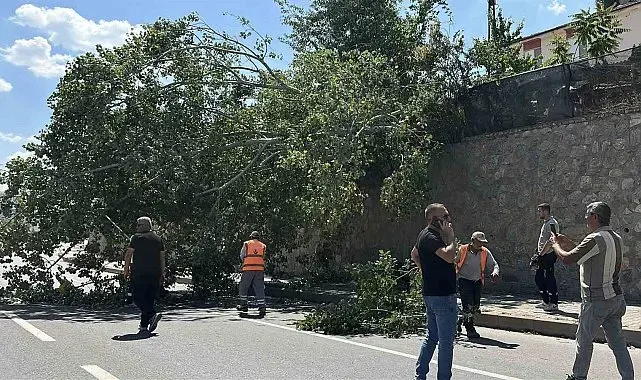 Eskişehir'de devrilen ağaç kara yolunu kısmen trafiğe kapattı