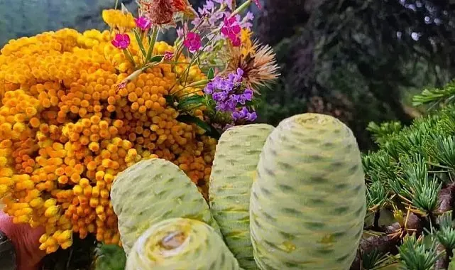 Andırın dağları yazın renk cümbüşüne büründü