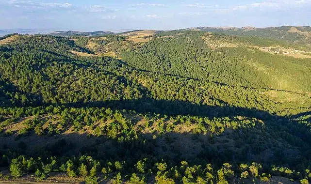 Sivas'ta ormanlık alanlara giriş yasaklandı
