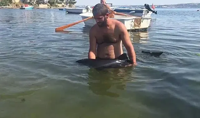 Erdek'te karaya vuran yavru yunus seferberliği