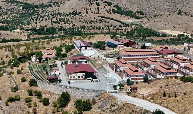 Geçici Hayvan Bakımevi ve Rehabilitasyon Merkezi'nde 15 bin sokak hayvanı tedavi edildi