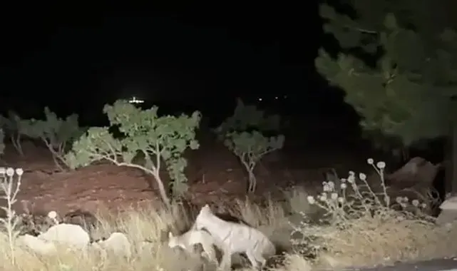 Sırtlanın avını bütün halinde taşıması kameraya yansıdı