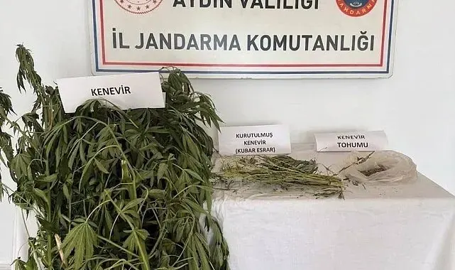 Efeler'de kenevir operasyonu