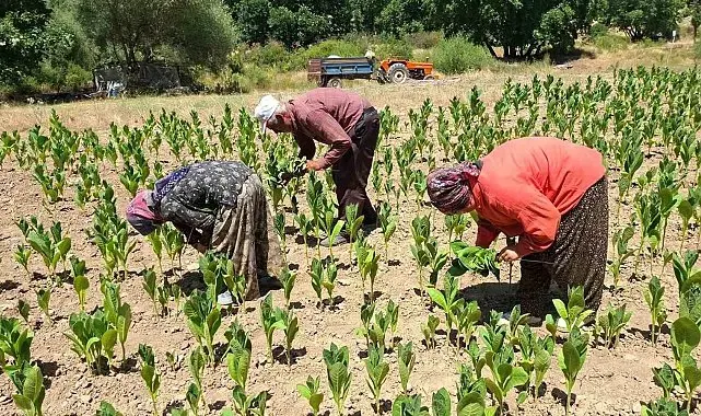 Türkiye'nin kaliteli tütünü tarihe karışıyor
