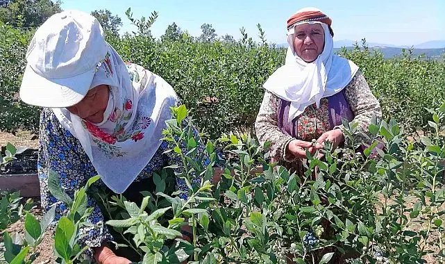 Kurak arazi devlet desteğiyle bereketli topraklara dönüştü