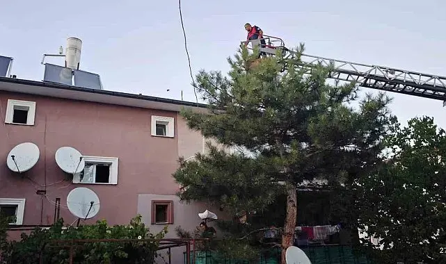 Apartman çatısında mahsur kalan kedi itfaiye ekiplerince kurtarıldı