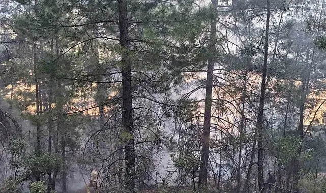 Mersin'deki orman yangını havadan ve karadan müdahale ile kontrol altına alındı