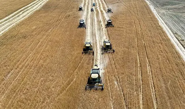 Erzincan Belediyesine ait hububat tarlalarında hasat başladı