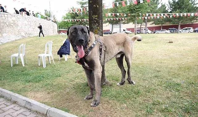 Çorum'da Türk çoban köpekleri görücüye çıktı